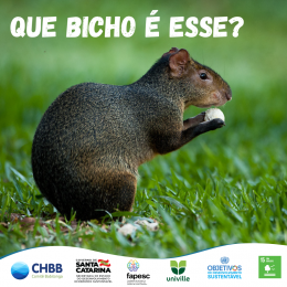 Que bicho é esse?