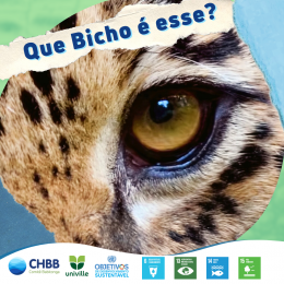 30 de novembro - Dia Nacional da Onça-pintada